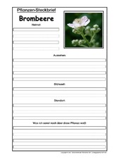 Pflanzensteckbrief-Brombeere.pdf